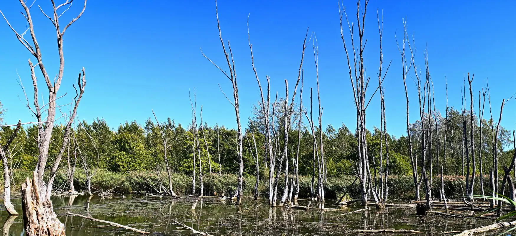 Swamp Photo